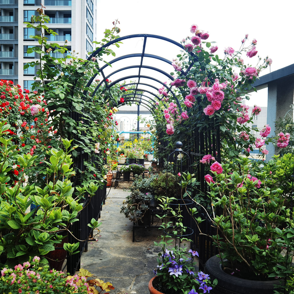 קשת לצמחים מטפסים בגינה – שער כניסה ממתכת ברוחב 114 ס"מ דגם פטל מבית טיפות טבע