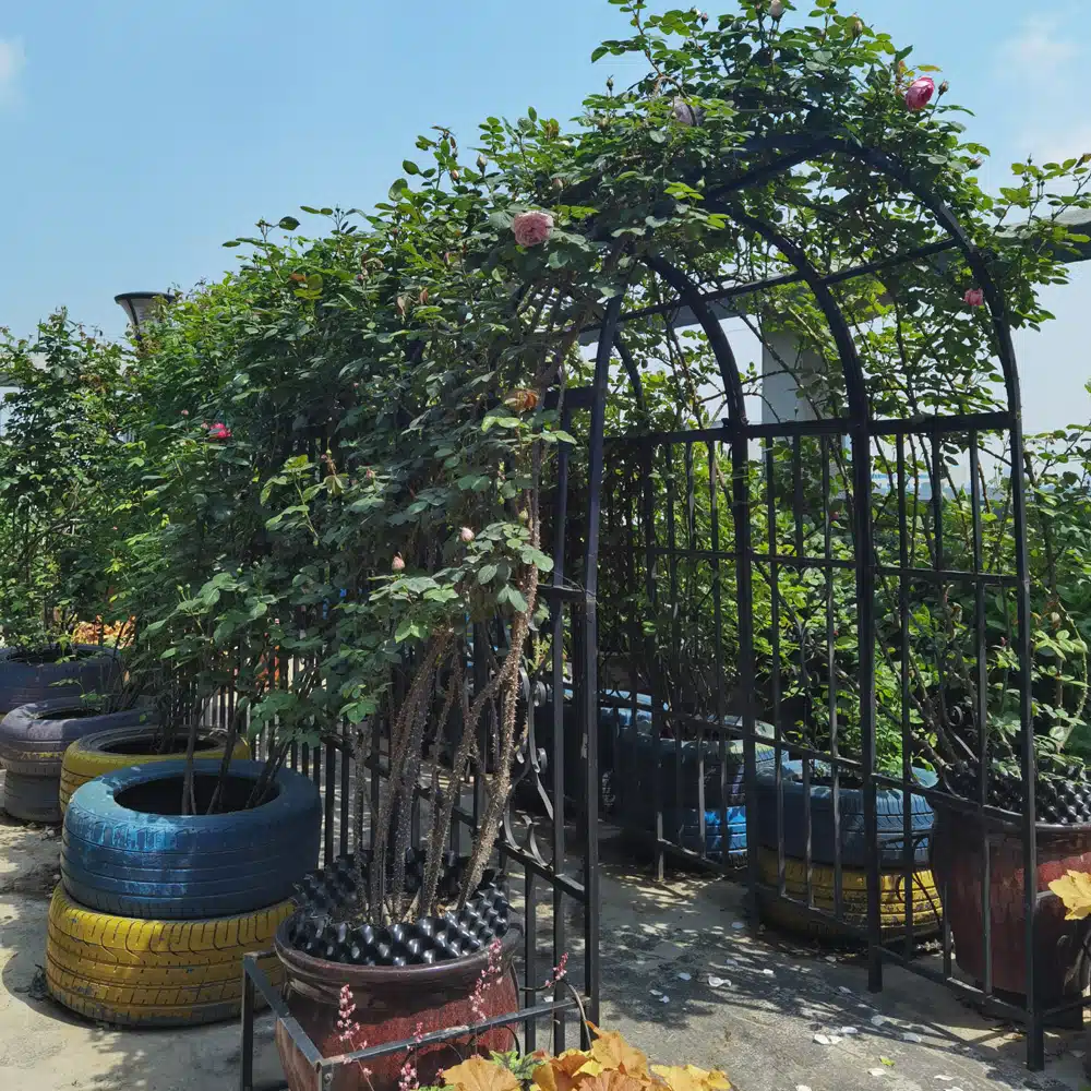 קשת לצמחים מטפסים בגינה – שער כניסה ממתכת ברוחב 114 ס"מ דגם פטל מבית טיפות טבע